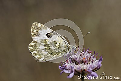 Pontia daplidice, Bath White butterfly Stock Photo