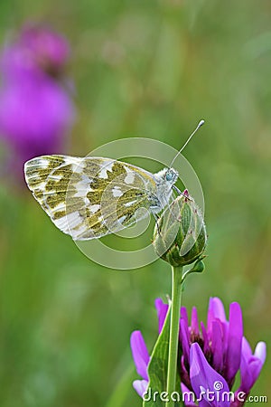 Pontia edusa , The Eastern bath white butterfly Stock Photo