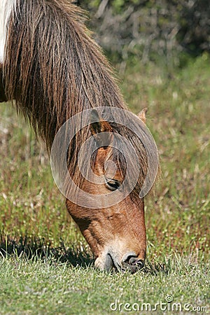 Pony 4 Stock Photo