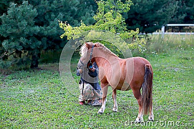 mini horse on a ranch in the countryside with a hedge for horses in nature Editorial Stock Photo