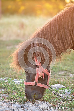 Pony with chain Stock Photo