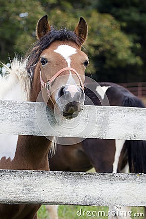 Pony Face Stock Photo