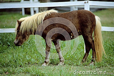 Pony Stock Photo