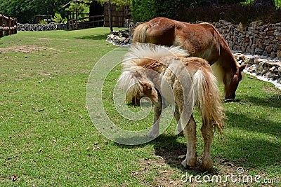 pony in farm Stock Photo
