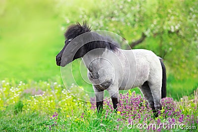 Pony in flowers meadow Stock Photo