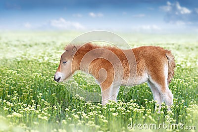 Pony foal on flowers Stock Photo