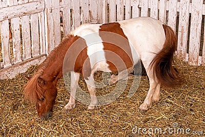 Pony horse grazes hay Stock Photo