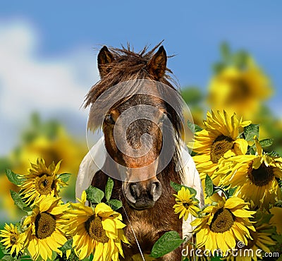 Pony horse head portrait with wildflowers meadow and blue sky Stock Photo