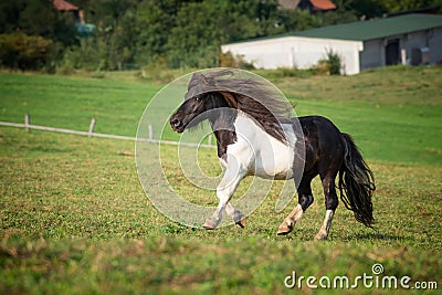 Pony horse running at the mountain farm Stock Photo