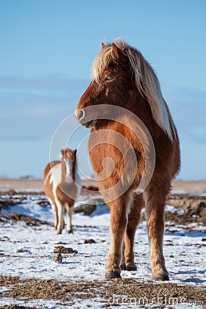 Pony horses standing in winter Stock Photo