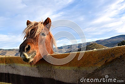 Pony poking head over fence covered with blanket. Stock Photo