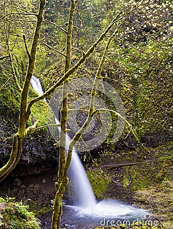 Ponytail Falls in Columbia River Gorge Stock Photo