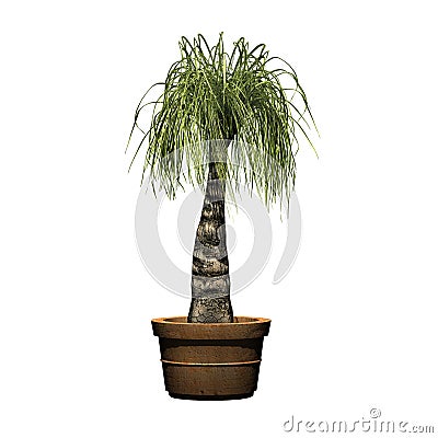 Ponytail Palm in the clay pot Stock Photo