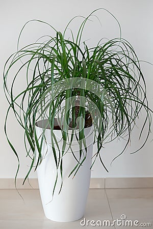 Ponytail palm houseplant Stock Photo