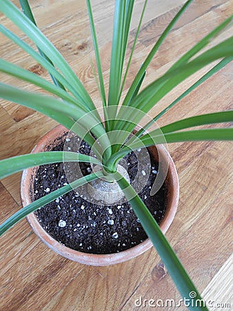 Ponytail Palm Tree. Stock Photo