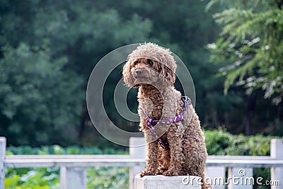 Poodle, also known as the `poodle`, also known as the `poodle dog` Stock Photo