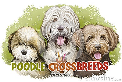 Poodle crossbreeds isolated banner. Bordoodle puppy, Goldendoodle and bordoodle. Digital art illustration of hand drawn pets Cartoon Illustration