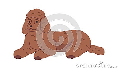 Dog life, poodle breed of canine animal Vector Illustration