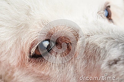 Poodle dog eyes with infection Stock Photo