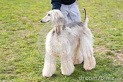 Poodle dog in the gren park Stock Photo