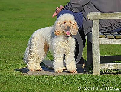Poodle dog resting in park Stock Photo