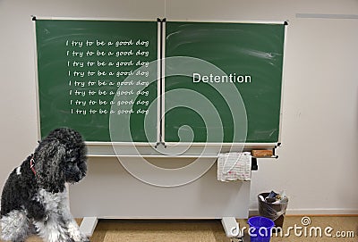 Sad little dog has detention at school Stock Photo