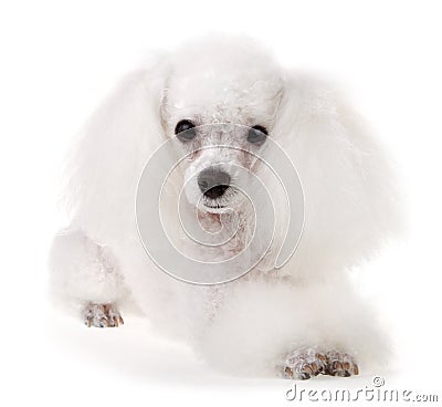 Poodle Dog Stock Photo