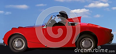 Poodle Dream Ride Stock Photo