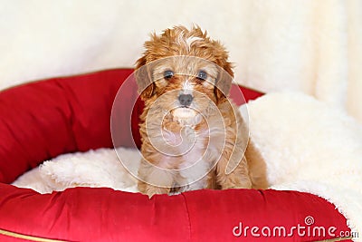 Poodle mix puppy sits on a doggy bed Stock Photo