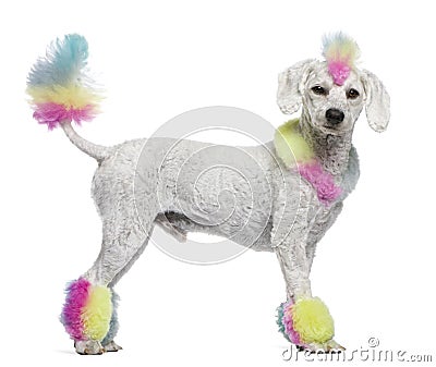 Poodle with multi-colored hair and mohawk Stock Photo