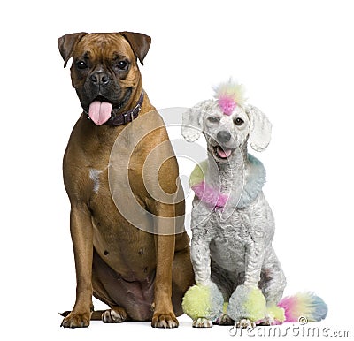 Poodle with multi-colored hair and mohawk Stock Photo