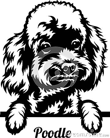 Poodle Peeking Dog - head isolated on white Vector Illustration