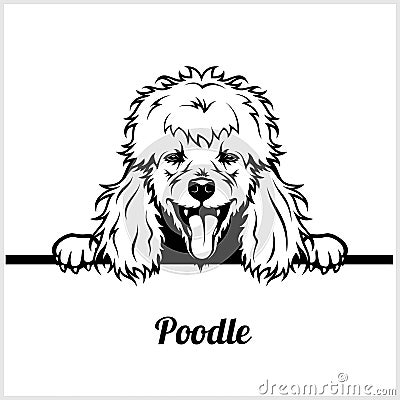 Poodle - Peeking Dogs - breed face head isolated on white Vector Illustration