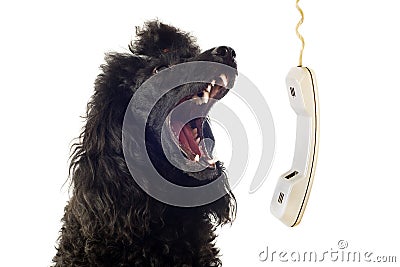 Poodle and phone Stock Photo