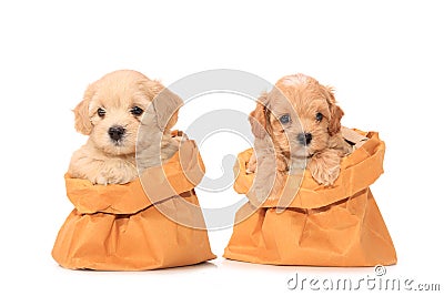 Poodle puppies in bag Stock Photo