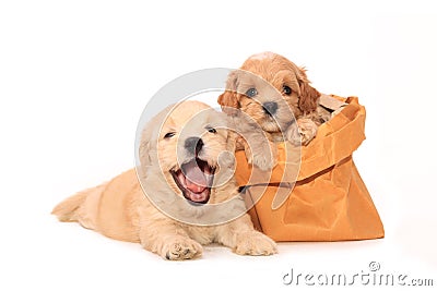 Poodle puppies in bag Stock Photo