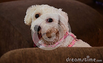 A poodle puppy, named Nina, white, with black eyes and snout, tongue out, sitting on the brown sofa with her pink collar Stock Photo