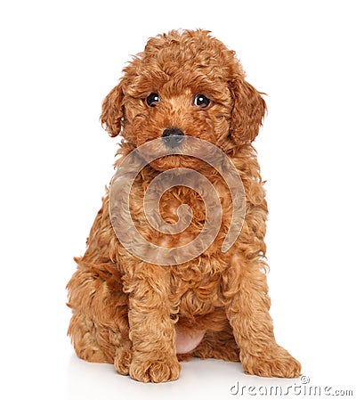 Poodle puppy on white background Stock Photo