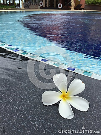 By the pool with fallen Plumeria or Frangipani Stock Photo