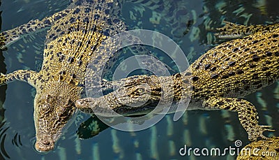 Pool of young Australian saltwater crocodiles Stock Photo