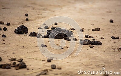 Poop sheep on the ground in a zoo Stock Photo