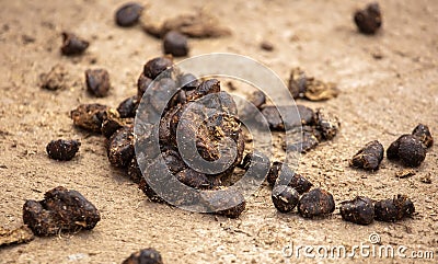 Poop sheep on the ground in a zoo Stock Photo