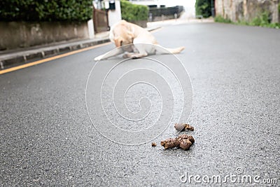 Poop but in the street Stock Photo