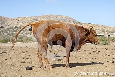 Pooping brown bull on the island of Santiago, outside capital Praia, Cape Verde, Cabo Verde Stock Photo