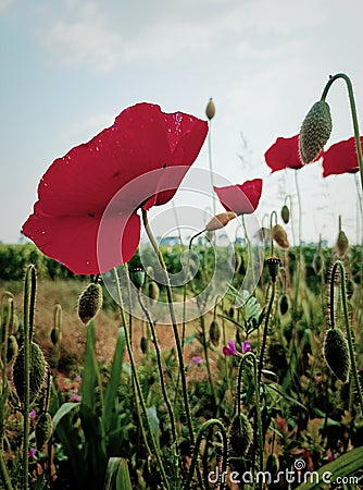 Poopy meadow landscape view, dark green red colours, Italy Stock Photo