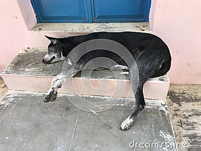 Poor abandoned dog lying at the doorstep and needed help since then it was guarding my house and street as well in friendly manner Stock Photo