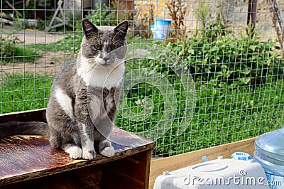 Poor cat in an Odessa city private shelter. Lost and abandoned cats due to war in Ukraine. Russian invasion effects. Stock Photo