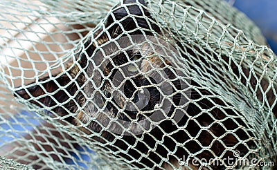 Poor cat in an Odessa city private shelter is playing with a net. Lost and abandoned cats due to war in Ukraine. Stock Photo