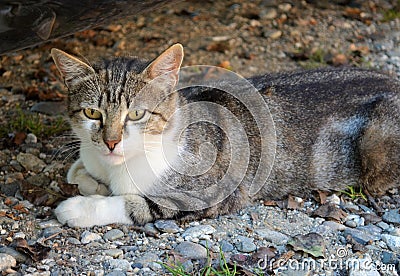 Poor homeless cat Stock Photo