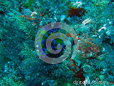 Poor Knights Islands Marine Reserve underwater Stock Photo